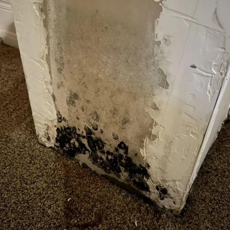 Professional Mold Removal in Charlotte Park, FL
